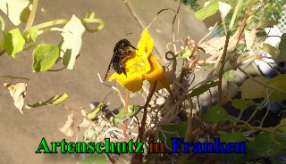 Copyright AiS - Friedrun Schlagbauer Bild zum Eintrag (41536-160)