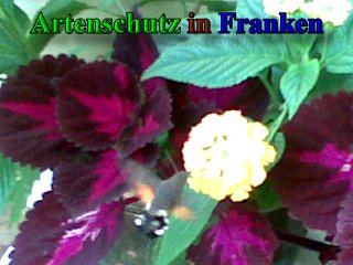 Copyright AiS - Friedrun Schlagbauer Bild zum Eintrag (41549-160)
