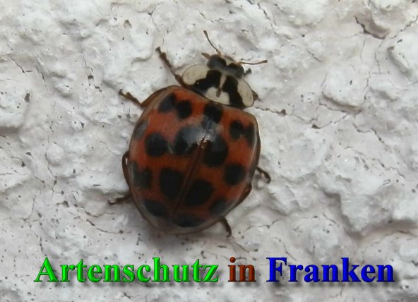Copyright AiS- Albert Meier Bild zum Eintrag (41553-160)