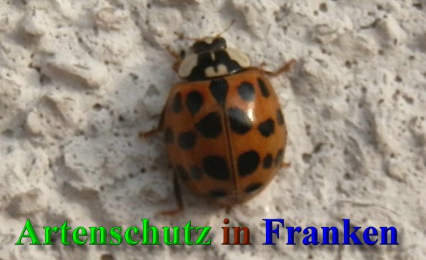 Copyright AiS- Albert Meier Bild zum Eintrag (41554-160)