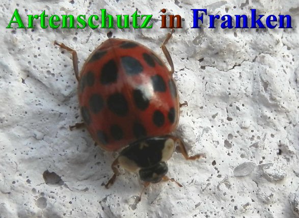 Copyright AiS- Albert Meier Bild zum Eintrag (41561-160)