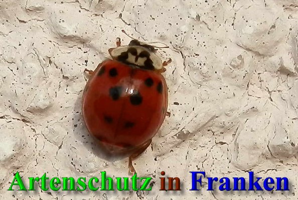 Copyright AiS- Albert Meier Bild zum Eintrag (41562-160)