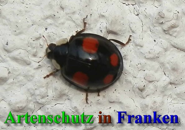 Copyright AiS- Albert Meier Bild zum Eintrag (41563-160)