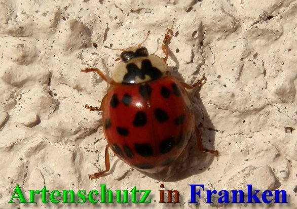 Copyright AiS- Albert Meier Bild zum Eintrag (41564-160)