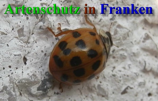 Copyright AiS- Albert Meier Bild zum Eintrag (41565-160)