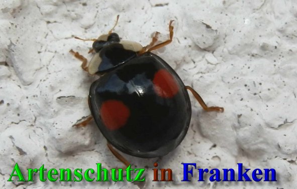 Copyright AiS- Albert Meier Bild zum Eintrag (41571-160)