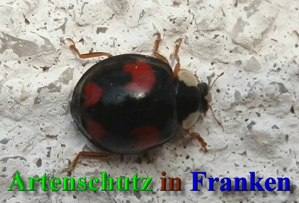 Copyright AiS- Albert Meier Bild zum Eintrag (41572-160)