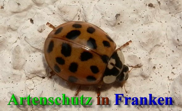 Copyright AiS- Albert Meier Bild zum Eintrag (41574-160)