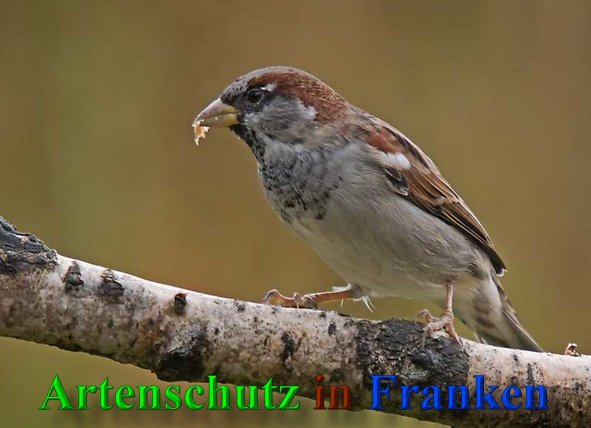 Copyright AiS-Klaus Sanwald Bild zum Eintrag (41627-160)