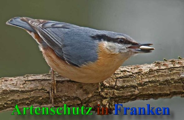 Copyright AiS-Klaus Sanwald Bild zum Eintrag (41628-160)