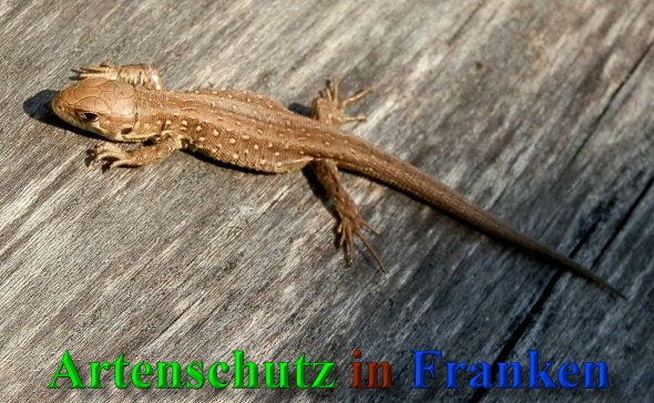 Copyright AiS- Albert Meier Bild zum Eintrag (41690-160)