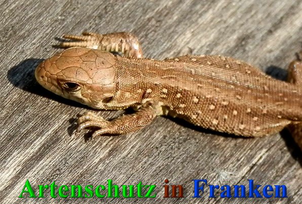 Copyright AiS- Albert Meier Bild zum Eintrag (41691-160)
