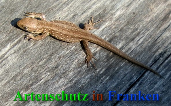 Copyright AiS- Albert Meier Bild zum Eintrag (41693-160)