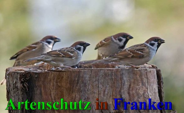 Copyright AiS-Klaus Sanwald Bild zum Eintrag (41952-160)