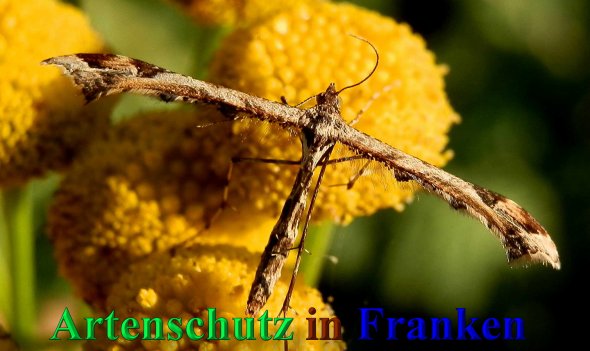 Copyright AiS- Albert Meier Bild zum Eintrag (42022-160)