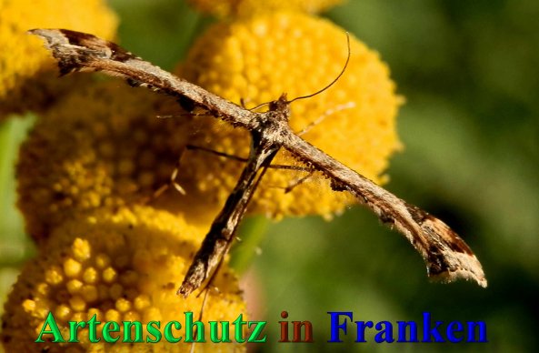 Copyright AiS- Albert Meier Bild zum Eintrag (42023-160)