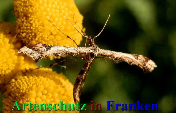 Copyright AiS- Albert Meier Bild zum Eintrag (42024-160)