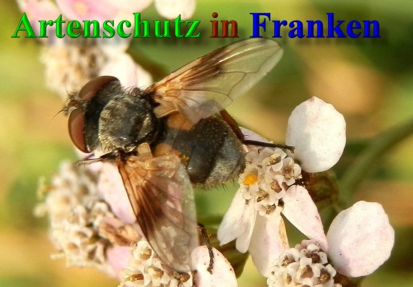 Copyright AiS- Albert Meier Bild zum Eintrag (42082-160)