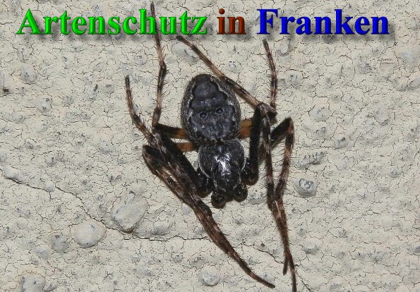 Copyright AiS- Albert Meier Bild zum Eintrag (42110-160)
