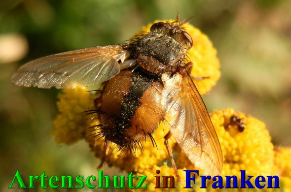 Copyright AiS- Albert Meier Bild zum Eintrag (42151-160)
