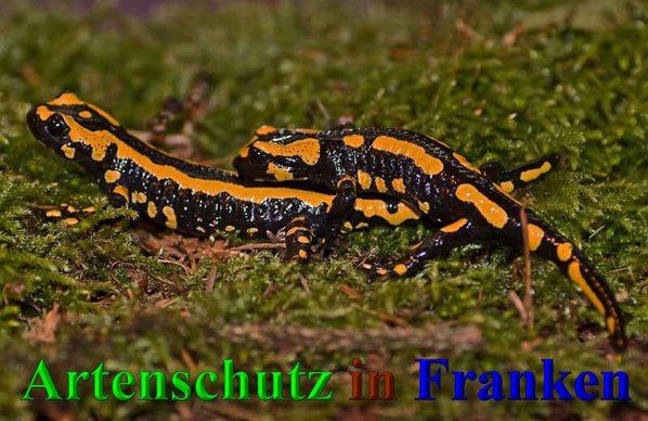 Copyright AiS-Klaus Sanwald Bild zum Eintrag (42447-160)