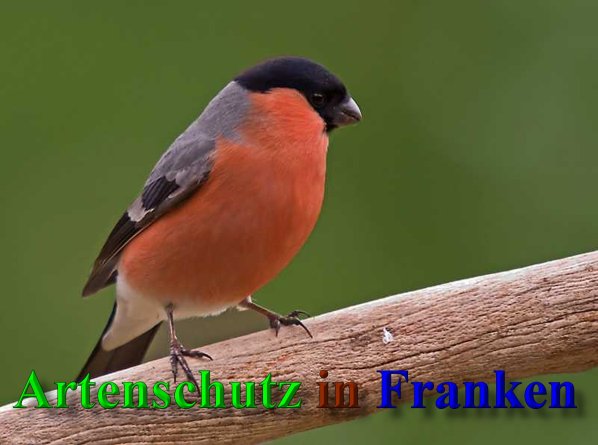 Copyright AiS-Klaus Sanwald Bild zum Eintrag (42448-160)