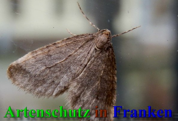 Copyright AiS- Albert Meier Bild zum Eintrag (42451-160)