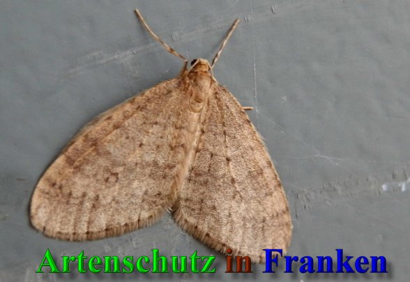 Copyright AiS- Albert Meier Bild zum Eintrag (42452-160)