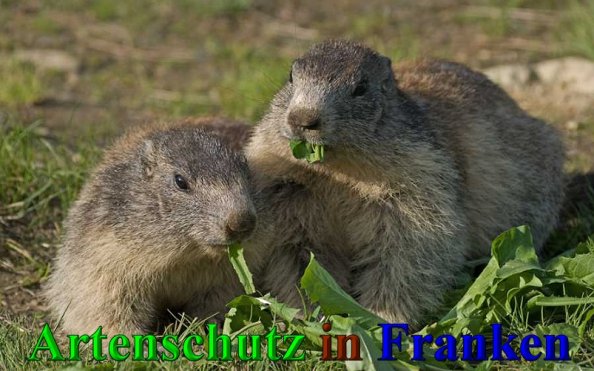 Copyright AiS-Klaus Sanwald Bild zum Eintrag (42597-160)