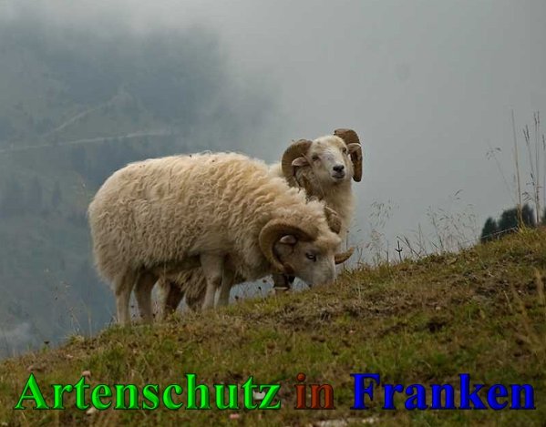 Copyright AiS-Klaus Sanwald Bild zum Eintrag (42598-160)