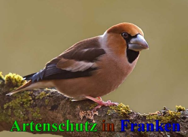 Copyright AiS - Klaus Sanwald Bild zum Eintrag (42600-160)