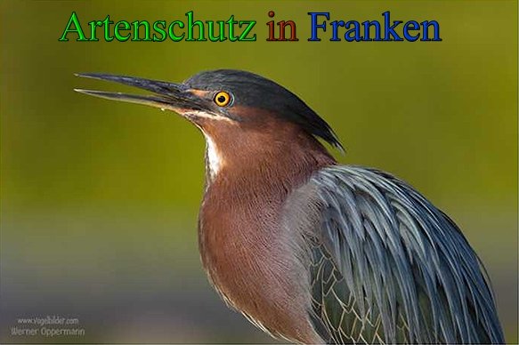 Copyright AiS-www.vogelbilder.com - werner oppermann Bild zum Eintrag (43209-160)