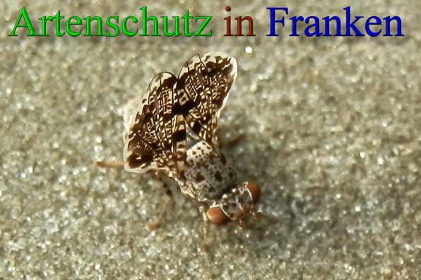 Copyright AiS- Albert Meier Bild zum Eintrag (43231-160)
