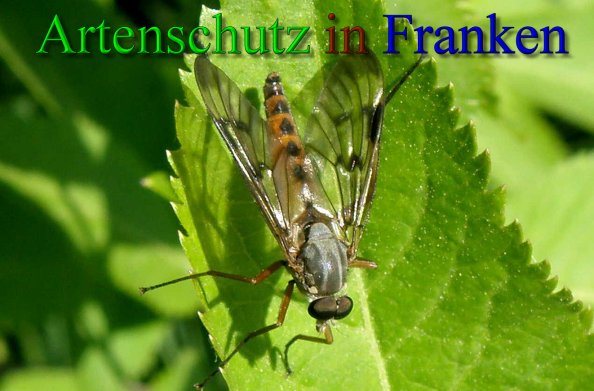 Copyright AiS- Albert Meier Bild zum Eintrag (43289-160)