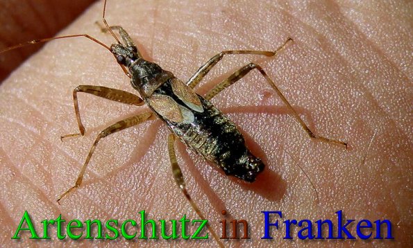 Copyright AiS- Albert Meier Bild zum Eintrag (43290-160)