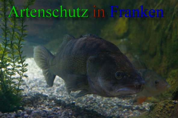 Copyright AiS - Peter Hoffmann Bild zum Eintrag (43368-160)