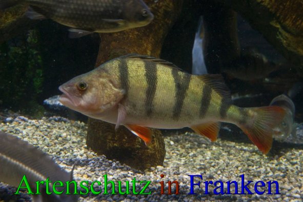 Copyright AiS -Peter Hoffmann Bild zum Eintrag (43369-160)