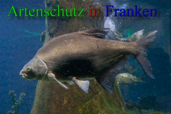 Copyright AiS - Peter Hoffmann Bild zum Eintrag (43378-160)