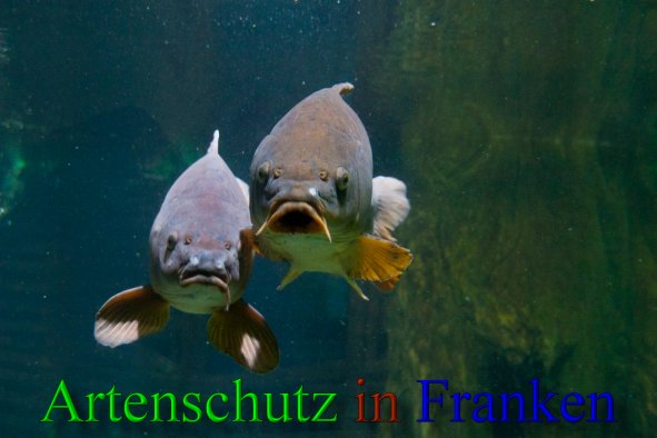 Copyright AiS - Peter Hoffmann Bild zum Eintrag (43384-160)