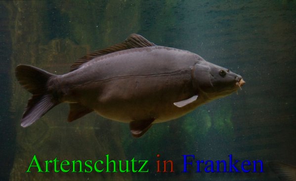 Copyright AiS - Peter Hoffmann Bild zum Eintrag (43385-160)