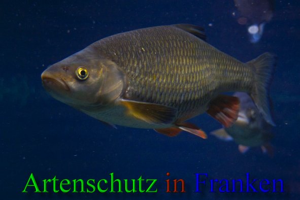 Copyright AiS - Peter Hoffmann Bild zum Eintrag (43386-160)
