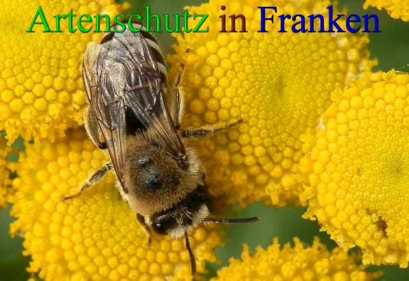 Copyright AiS- Albert Meier Bild zum Eintrag (43392-160)