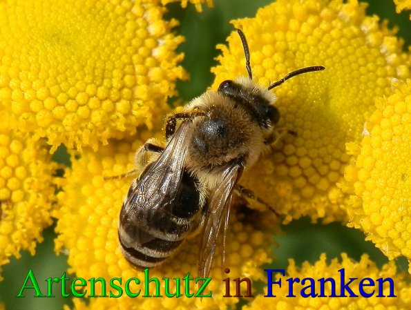 Copyright AiS- Albert Meier Bild zum Eintrag (43393-160)