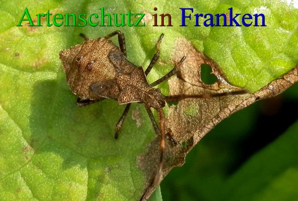 Copyright AiS- Albert Meier Bild zum Eintrag (43417-160)