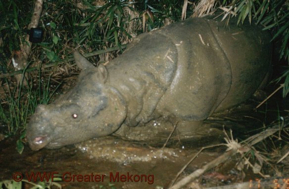 Copyright AiS - © WWF Greater Mekong Bild zum Eintrag (43520-160)
