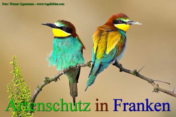 Copyright AiS - Werner Oppermann - www.vogelbilder.com Bild zum Eintrag (43699-160)