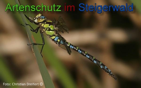 Copyright AiS- Christian Dreifert Bild zum Eintrag (43702-160)