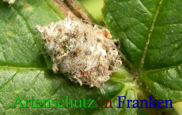Copyright AiS- Albert Meier Bild zum Eintrag (43896-160)