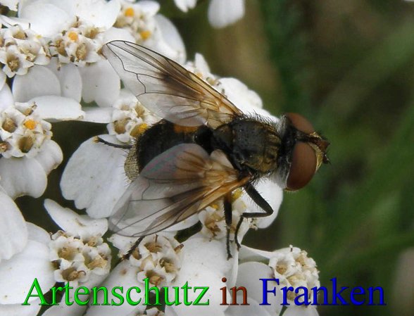 Copyright AiS Albert Meier Bild zum Eintrag (43904-160)
