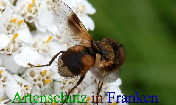 Copyright AiS- Albert Meier Bild zum Eintrag (43905-160)